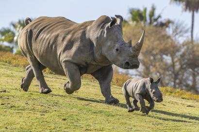 San Diego Zoo Rhinos.jpg