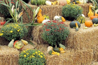 flower-food-harvest-produce-autumn-pumpkin-923188-pxhere.com.jpg