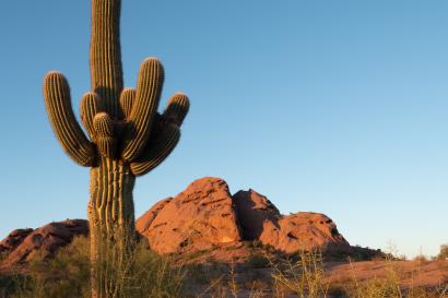 Tempe Desert