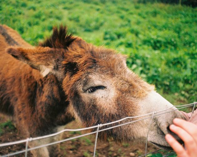 A pony sniffs a student's hands through wire fence at Causey Farm in Ireland.