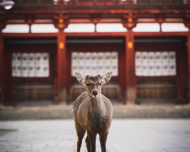 A deer in a traditional japanese building