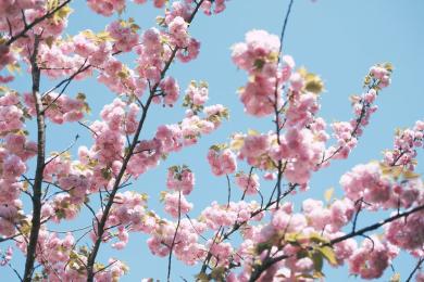 Japan cherry blossoms