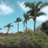 California State University San Marcos Content 19