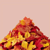 Pumpkin Spice.gif