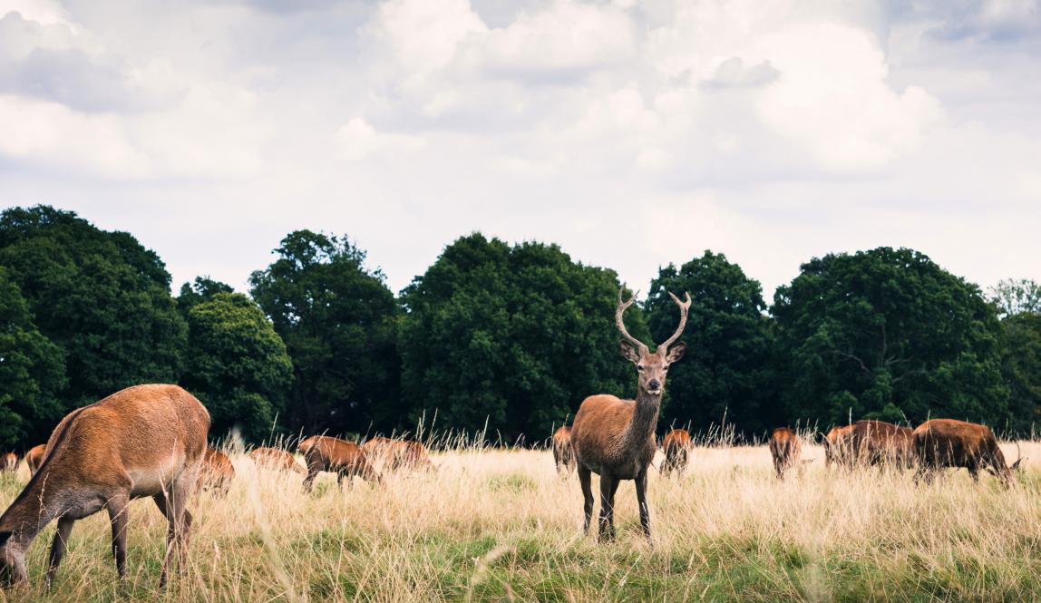 deer-in-richmond-park-in-london.jpg
