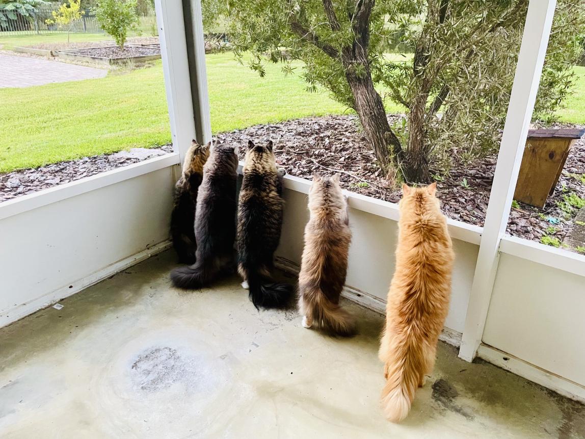 Wakako's Five Cats