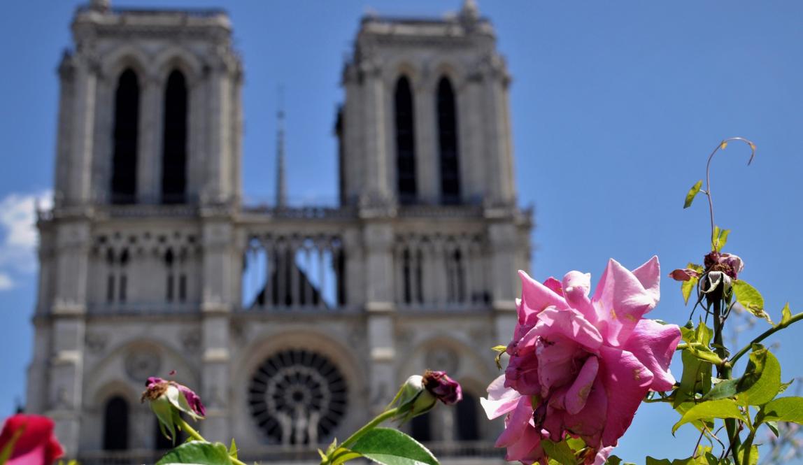 flowers in front of notre dame cathedral