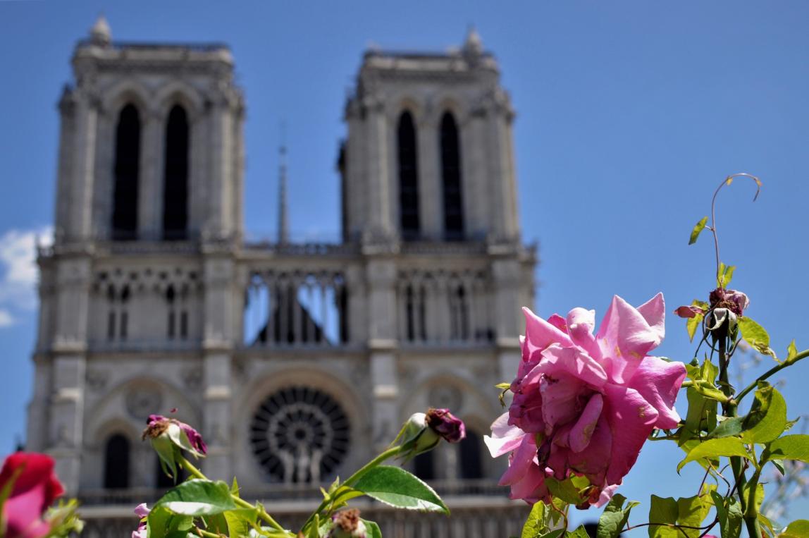 flowers in front of notre dame cathedral