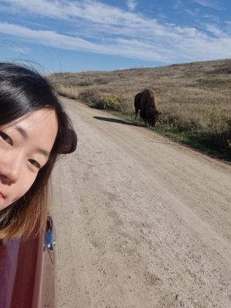 A student leans out the window of a car to look at a bison on the side of the road