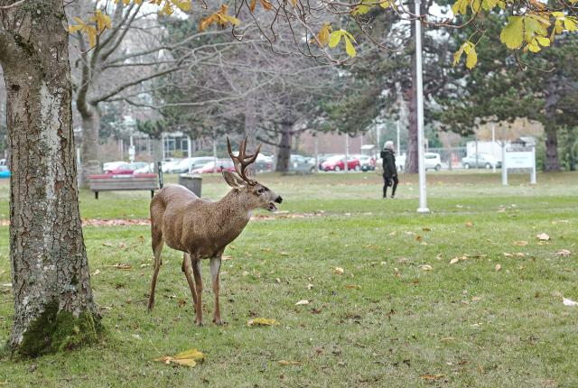 University of Victoria Content 08