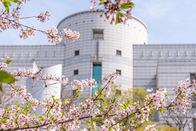 Hanyang University Campus Flowers