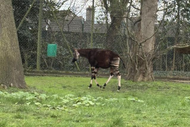 ダブリン動物編で見たオカピ