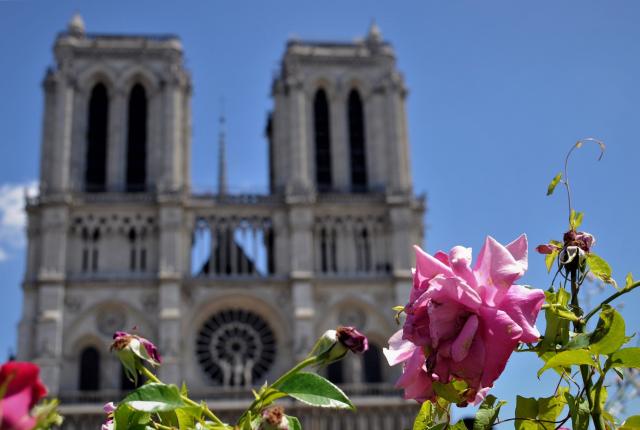 flowers in front of notre dame cathedral