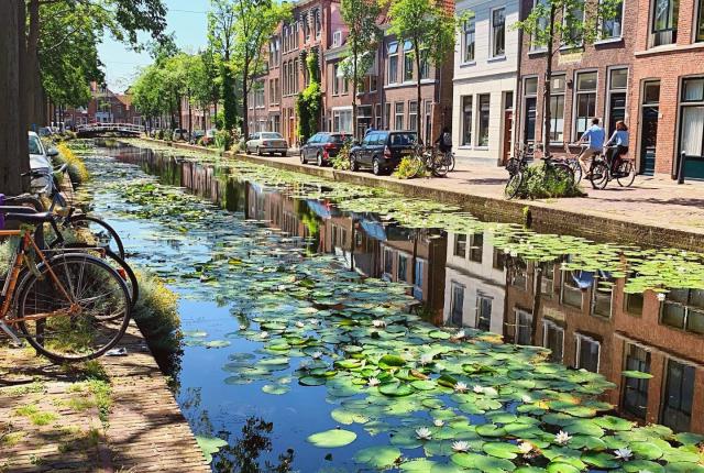 lily pads floating on a canal in a neighborhood with brick buildings, cars, and bicycles along the sidewalk
