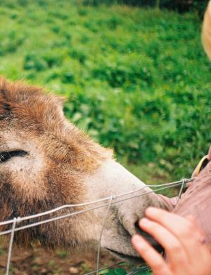 A pony sniffs a student's hands through wire fence at Causey Farm in Ireland.