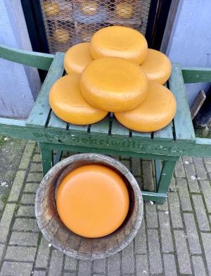 seven big wheels of gouda cheese