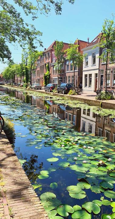 lily pads floating on a canal in a neighborhood with brick buildings, cars, and bicycles along the sidewalk