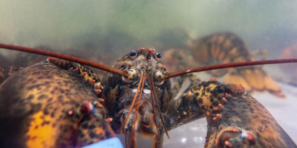 Lobster races