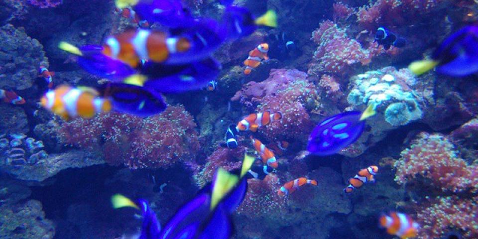 Aquarium of the Pacific Fish.jpg 