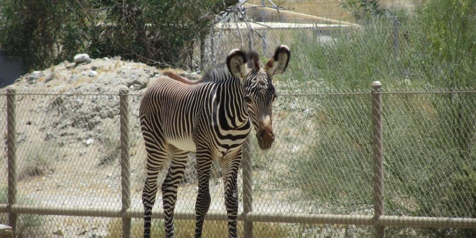 Living Desert Zebra.jpg