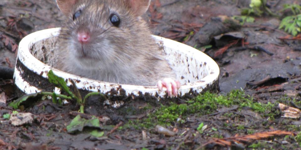 Rat peeping out of the top of a pipe