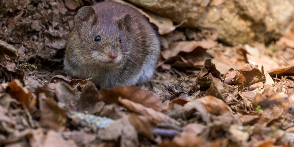 Rat outside among autumn leaves