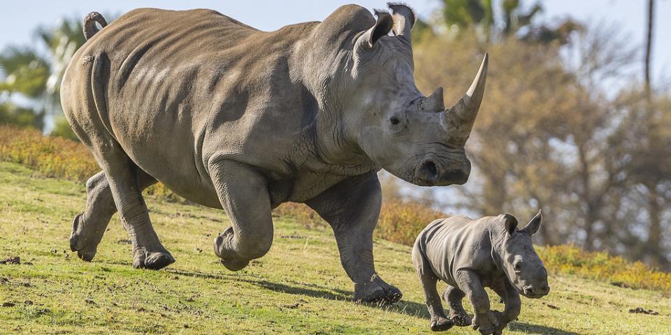 San Diego Zoo Rhinos.jpg