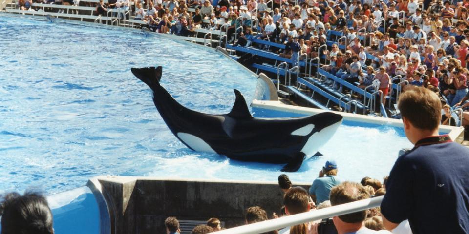 Seaworld Orca.jpg