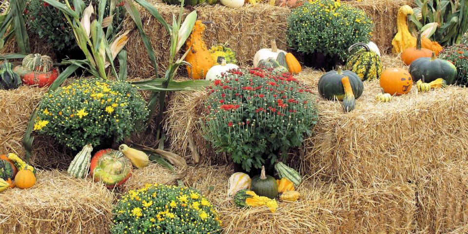flower-food-harvest-produce-autumn-pumpkin-923188-pxhere.com.jpg