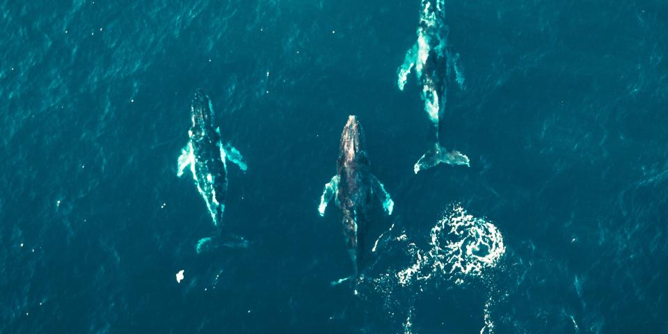 a pod of whales swim together in the deep ocean