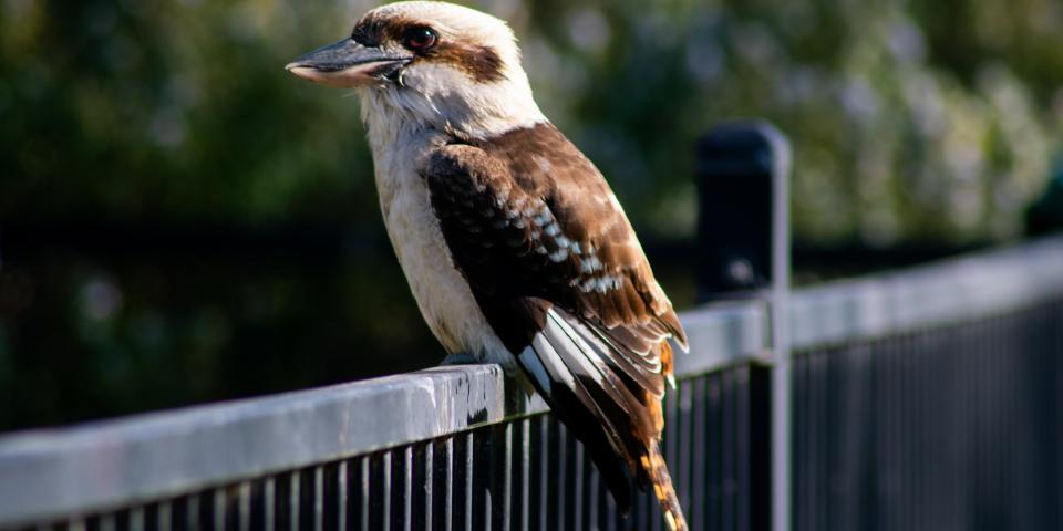 A kookaburra perched on a fence