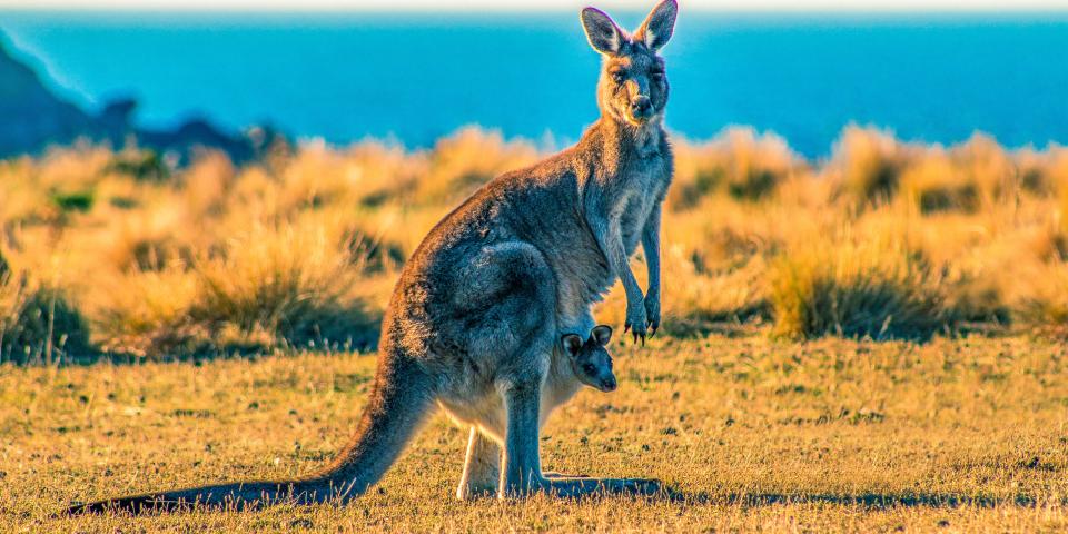 A kangaroo in the grasslands of Australia