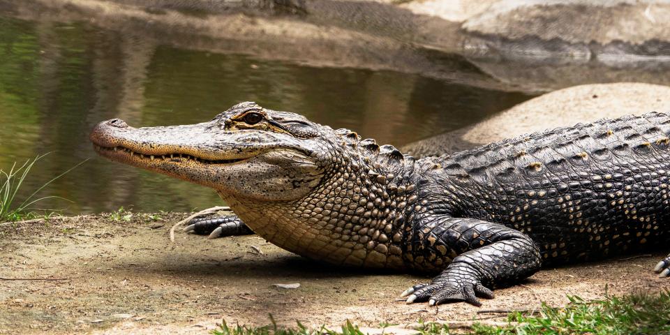 A crocodile sunbathes next to the water