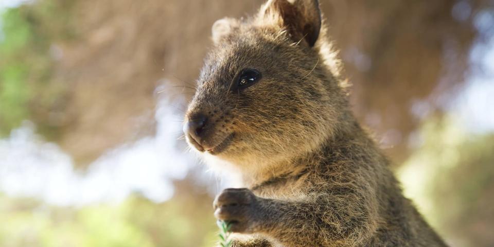 Quokka